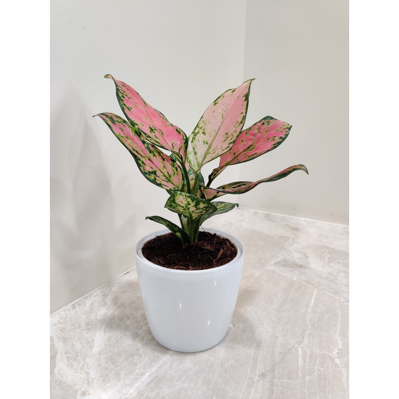 Aglaonema Angel Plant, the Ideal Corporate Gift
