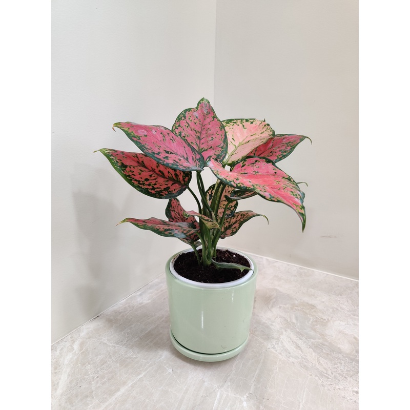 Aglaonema Anjuman Corporate Gift Plant