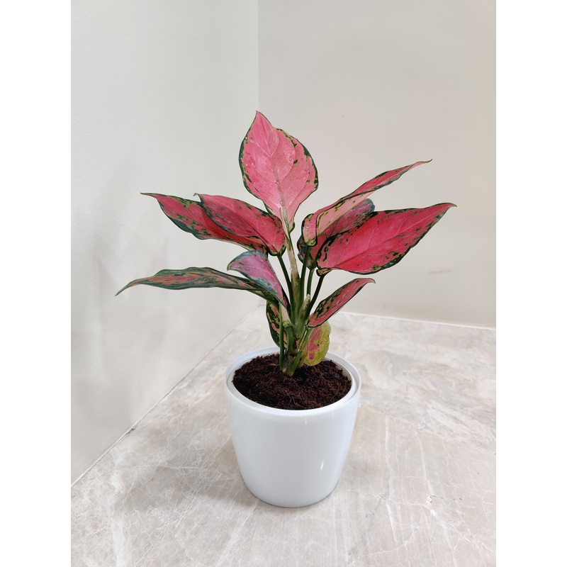 Aglaonema Beauty Plant, the Ideal Corporate Gift