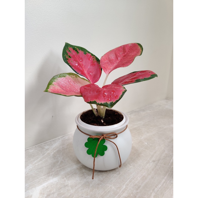 Aglaonema China Red Corporate Gift Plant