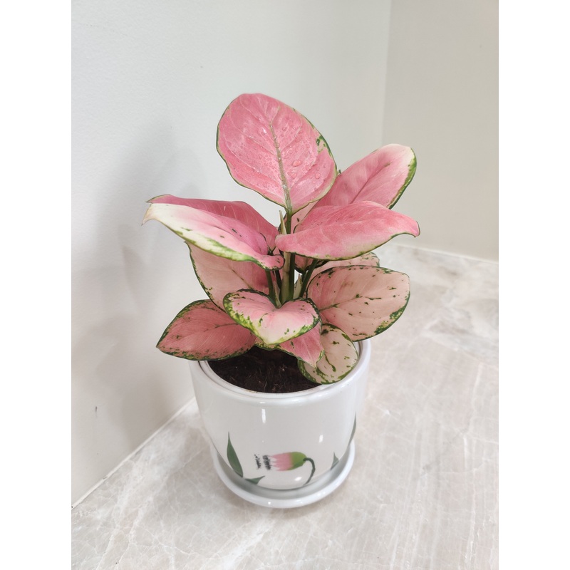 Aglaonema Diamond Red Corporate Gift Plant