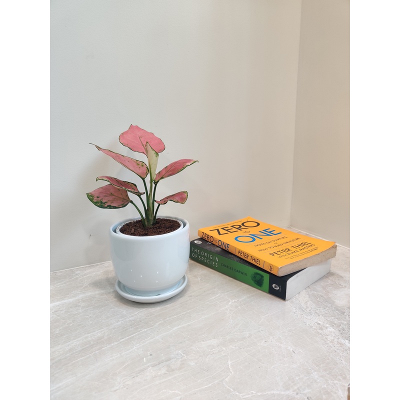 Aglaonema Diamond Red Plant – Ideal Corporate Gift