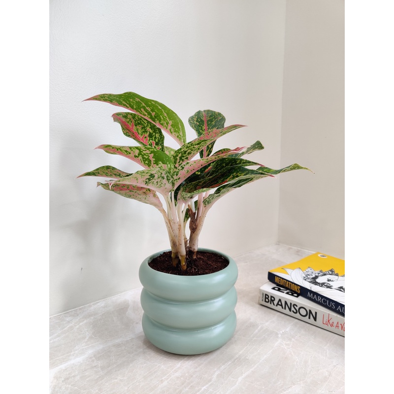 Aglaonema Firework Corporate Gift Plant