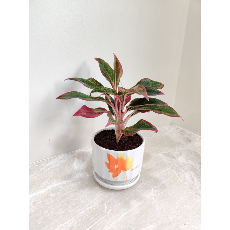 Aglaonema Lipstick Corporate Gift Plant