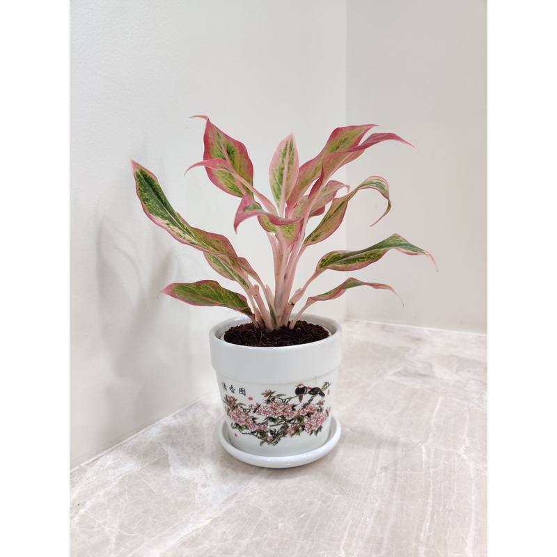 Aglaonema New Pink Corporate Gift Plant
