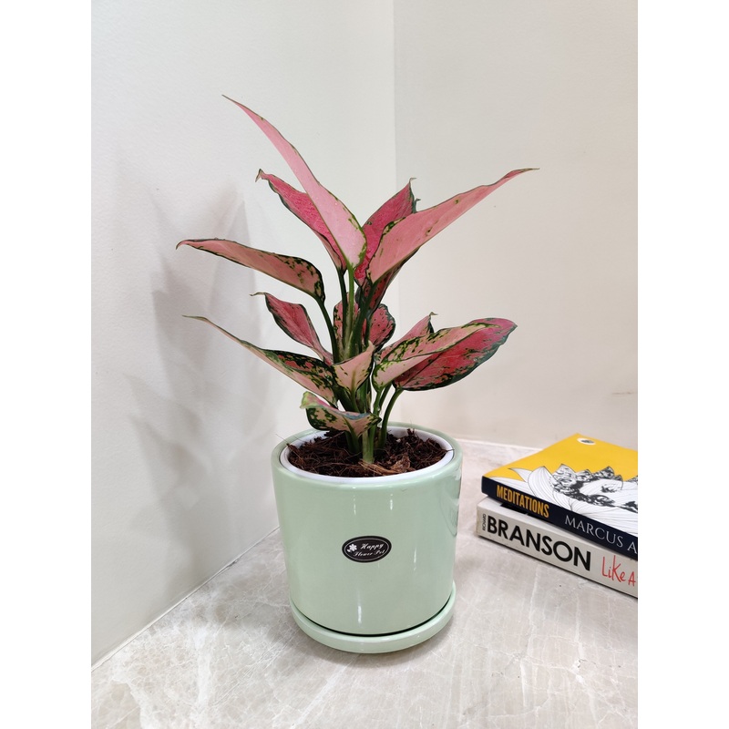 Aglaonema Pink Beauty Corporate Gift Plant With Plastic Pot