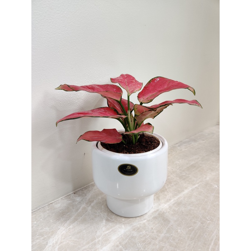 Aglaonema Red Charm – Perfect Corporate Plant Gift