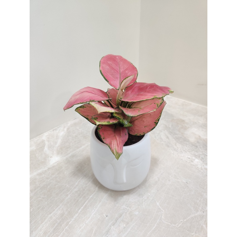 Aglaonema Red Elegance Plant Perfect for Corporate Gift