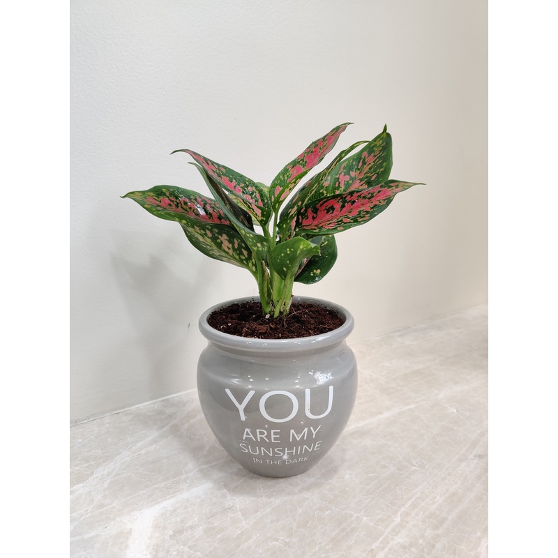 Aglaonema Rui Corporate Gift Plant