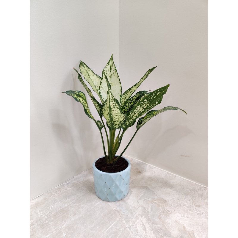 Aglaonema Snow White Corporate Gift Plant