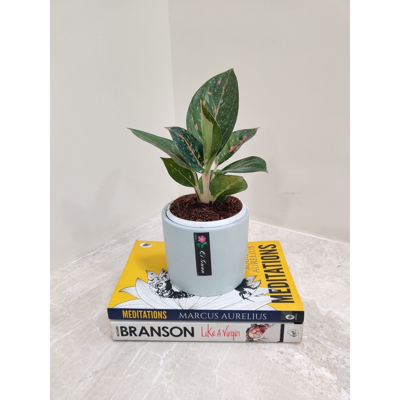 Aglaonema Star Dust Corporate Plant Gift