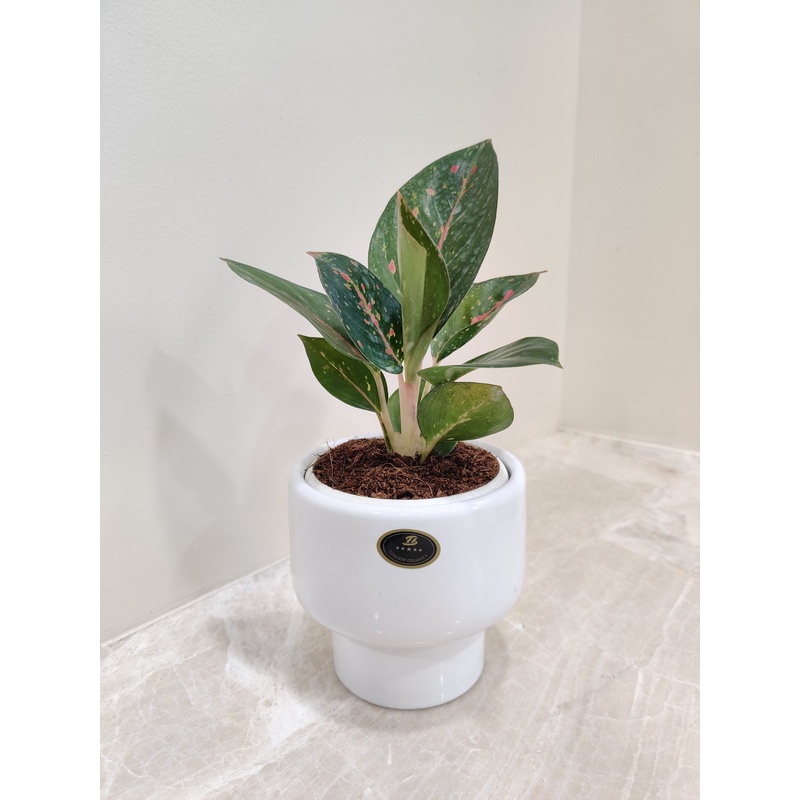 Aglaonema Star Dust Plant Perfect Corporate Gift