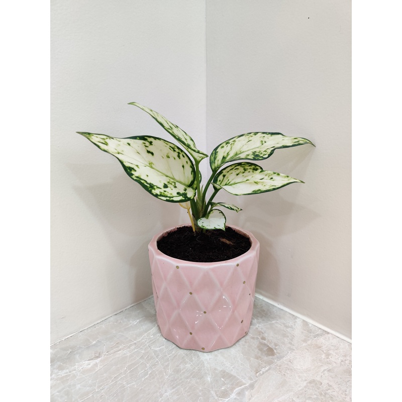 Aglaonema Super White For Perfect Corporate Gift