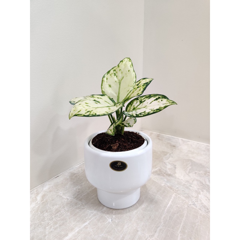 Aglaonema Super White Plant – Ideal For Perfect Corporate Gift