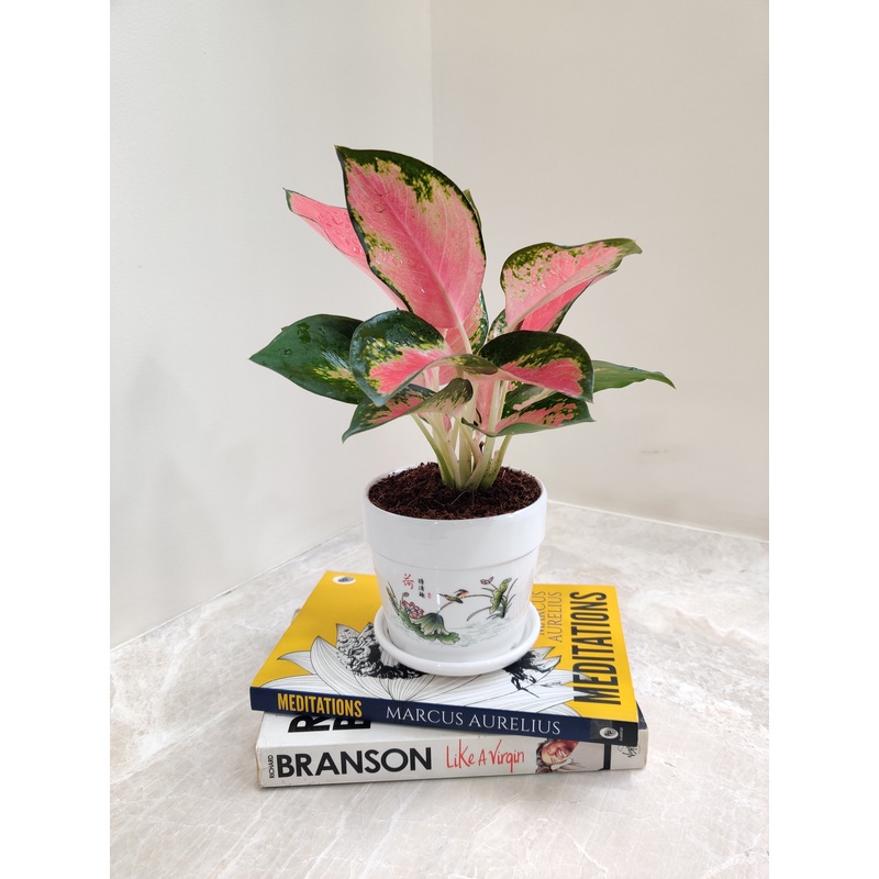 Aglaonema Thailand Red Corporate Plant Gift