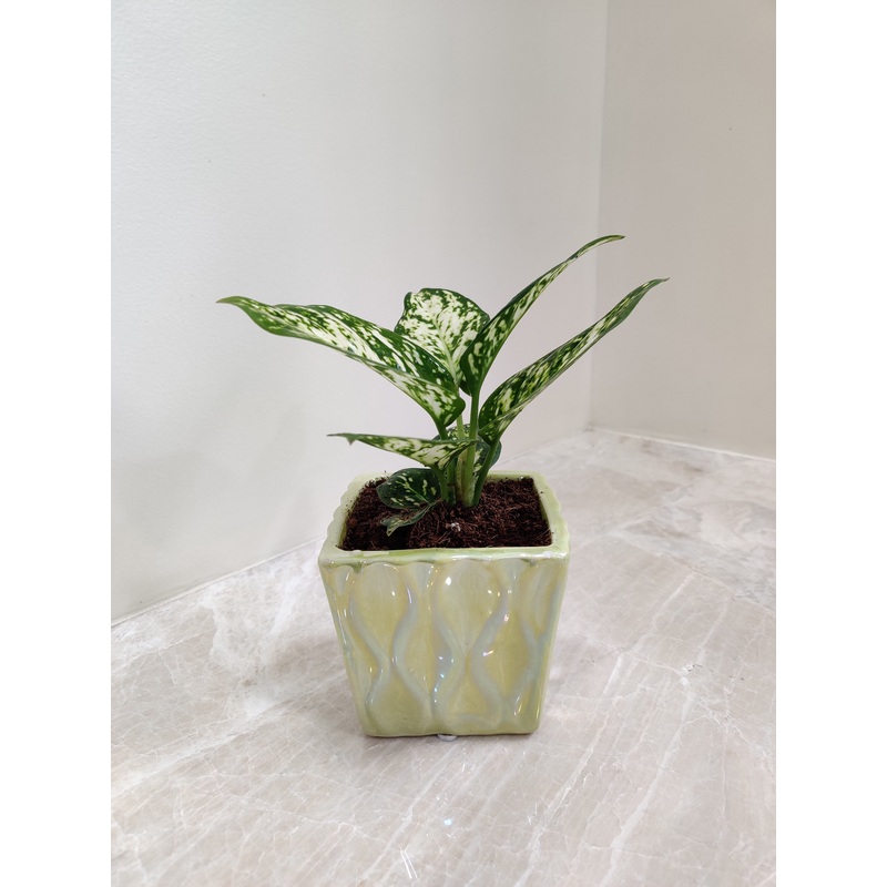 Aglaonema White Anjuman Plant Gift