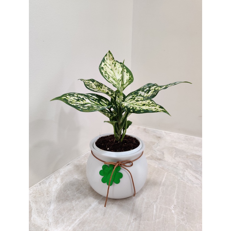 Aglaonema White Anjuman plant in matka pot for corporate gifting