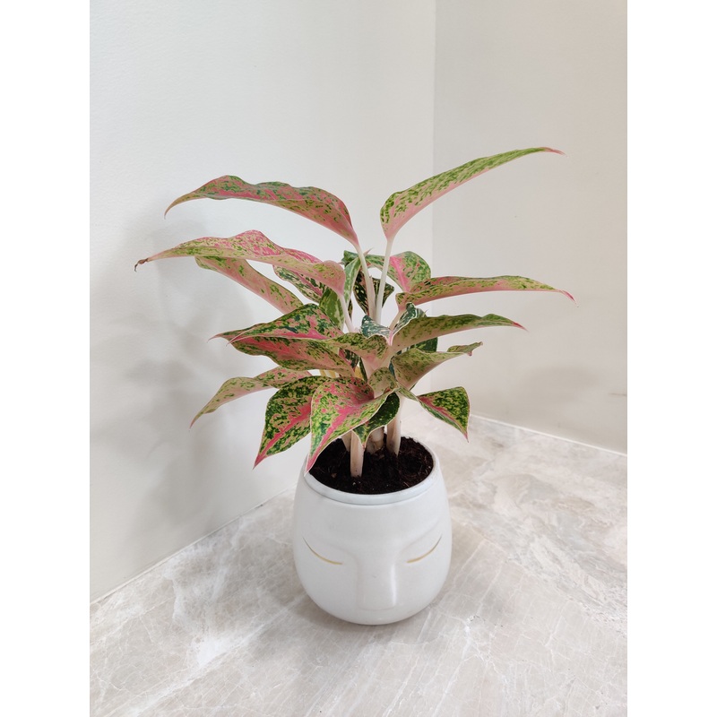 Air Purifying Aglaonema Firework for corporate gifting