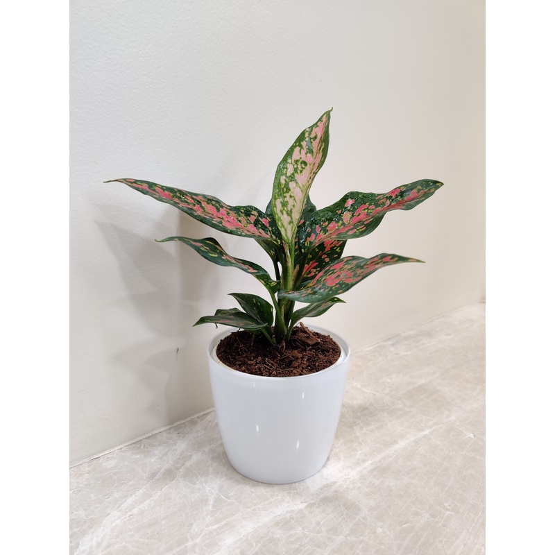 Air purifying Aglaonema Rui for Corporate Gifting