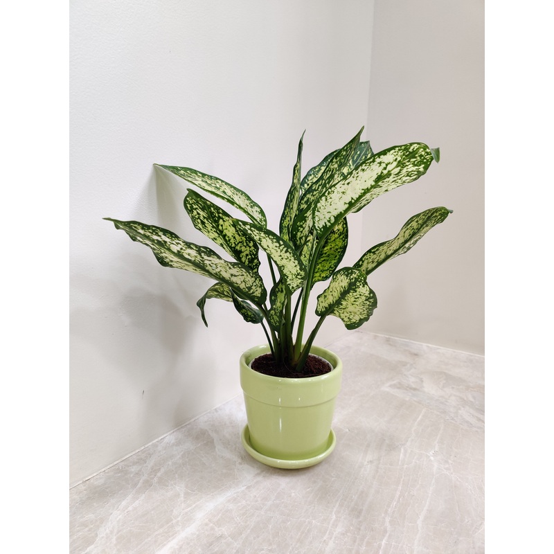 Air purifying Aglaonema Snow White for Corporate Gifting