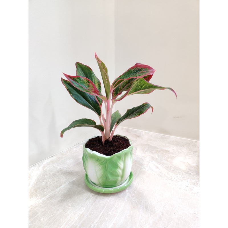 Air-Purifying Indoor Aglaonema Lipstick Plant for corporate gifting
