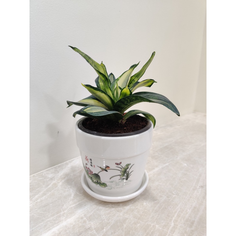 Air-Purifying Snake Plant for Corporate Gift