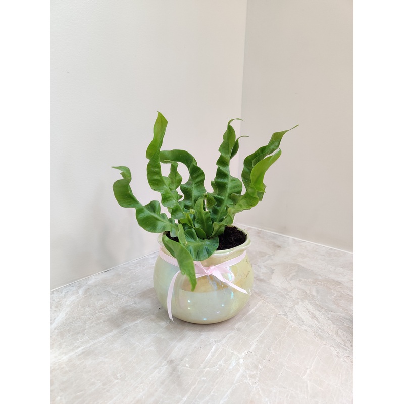Asplenium Nidus Plant – Perfect for Gifting