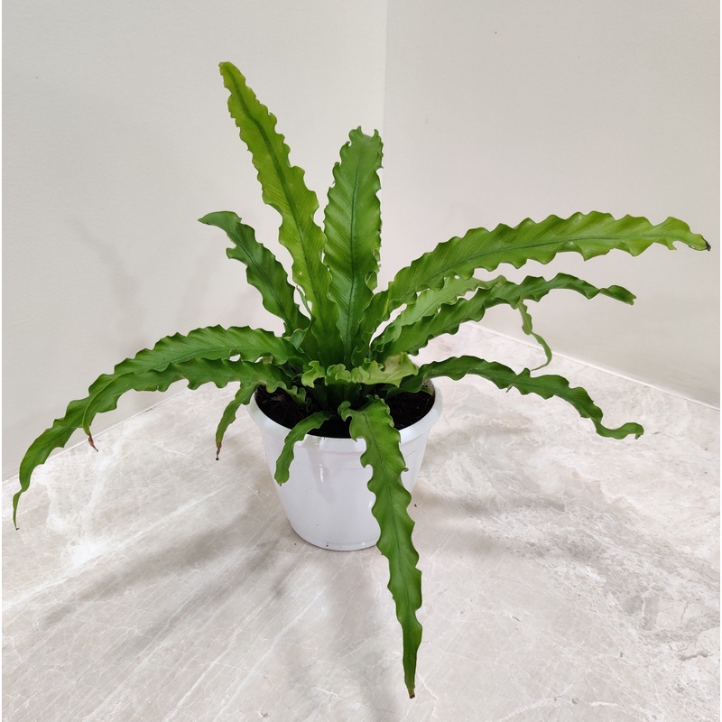Asplenium Osaka Fern Plant