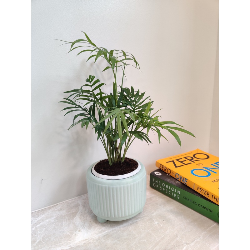Bamboo Palm Corporate Gift Plant