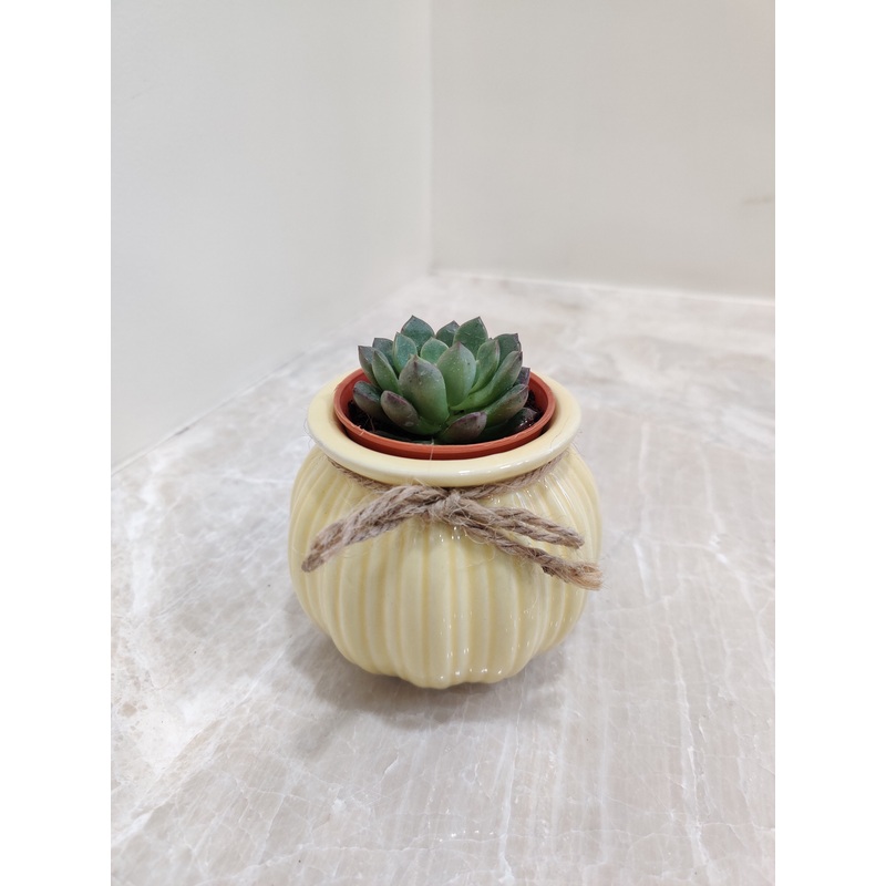 Best of Succulent Corporate Gift Plant