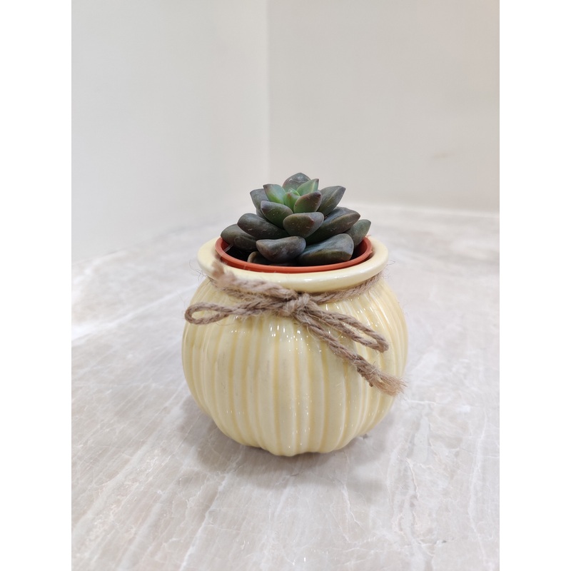 Best Succulent Plant for Corporate Gift