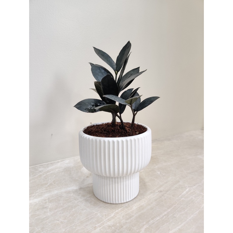 Black ZZ Perfect for Corporate Plant Gift