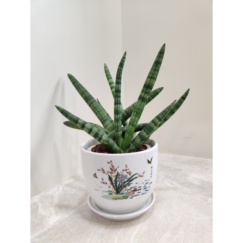 Bonsel Snake Plant for Corporate Gifting