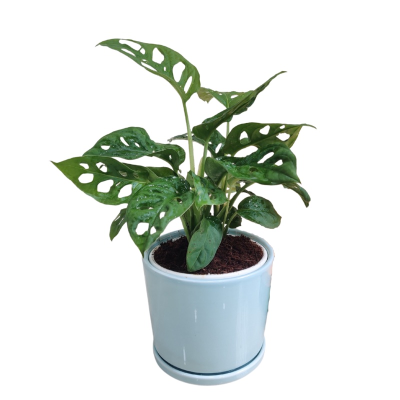 Broken Heart Monstera Best For Corporate Gift Plant