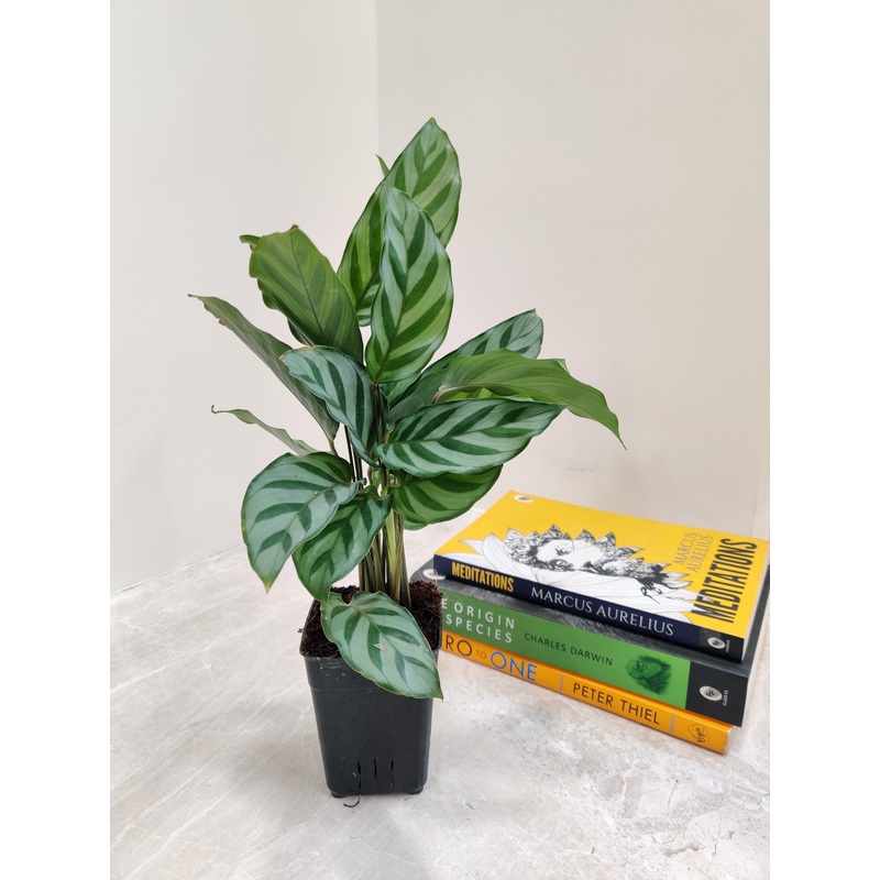 Calathea Freddie Small Plant