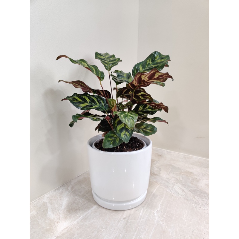 Calathea Makoyana Perfect Corporate Gift Plant