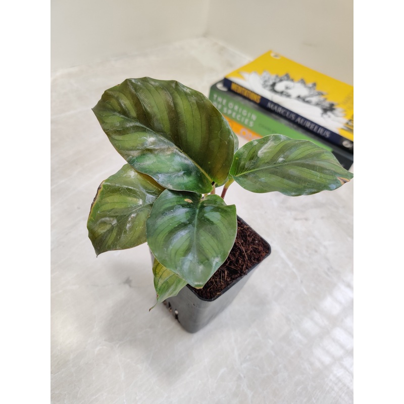 Calathea Rose Apple Plant