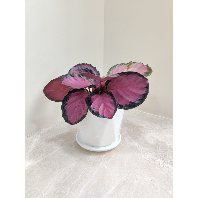 Calathea Roseopicta Crimson Plant – Ideal Corporate Gift