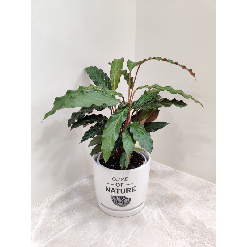 Calathea Rufibarba – Perfect Corporate Plant Gift