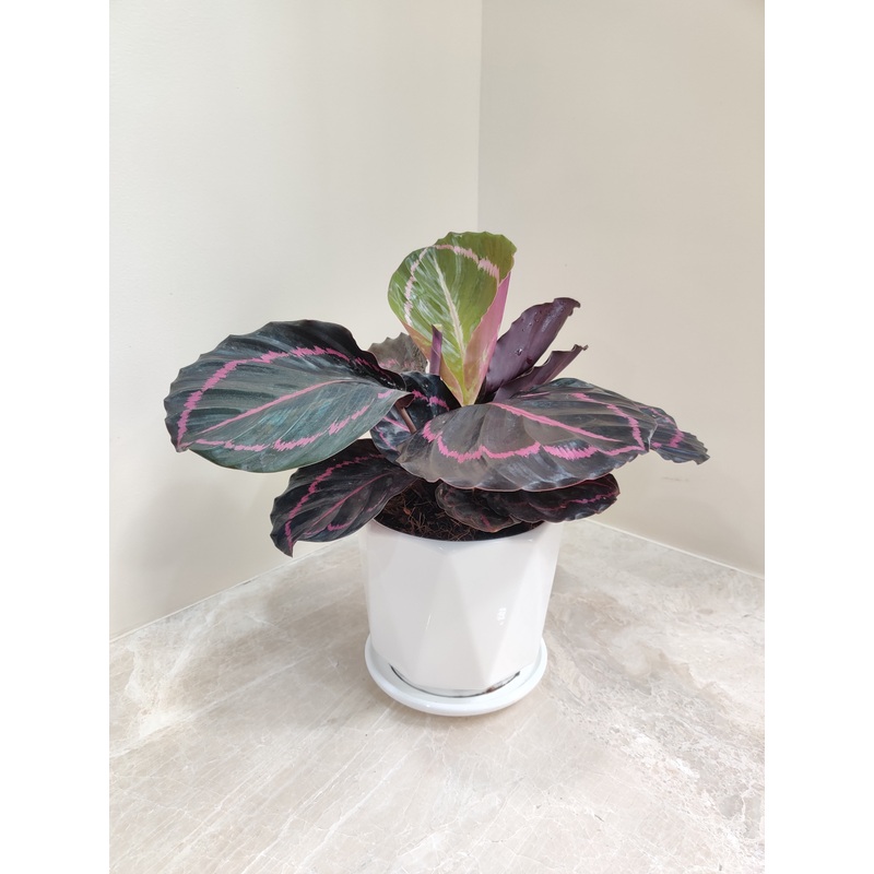 Charming Calathea Dottie – Ideal Corporate Gift