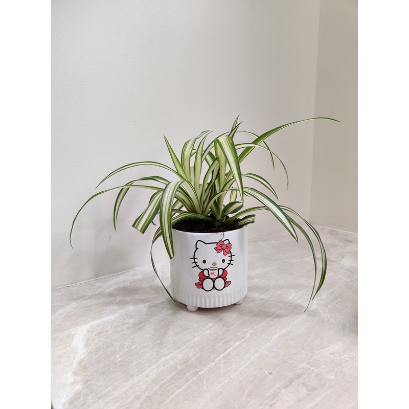 Chlorophytum Spider Plant Perfect for Corporate Gifting