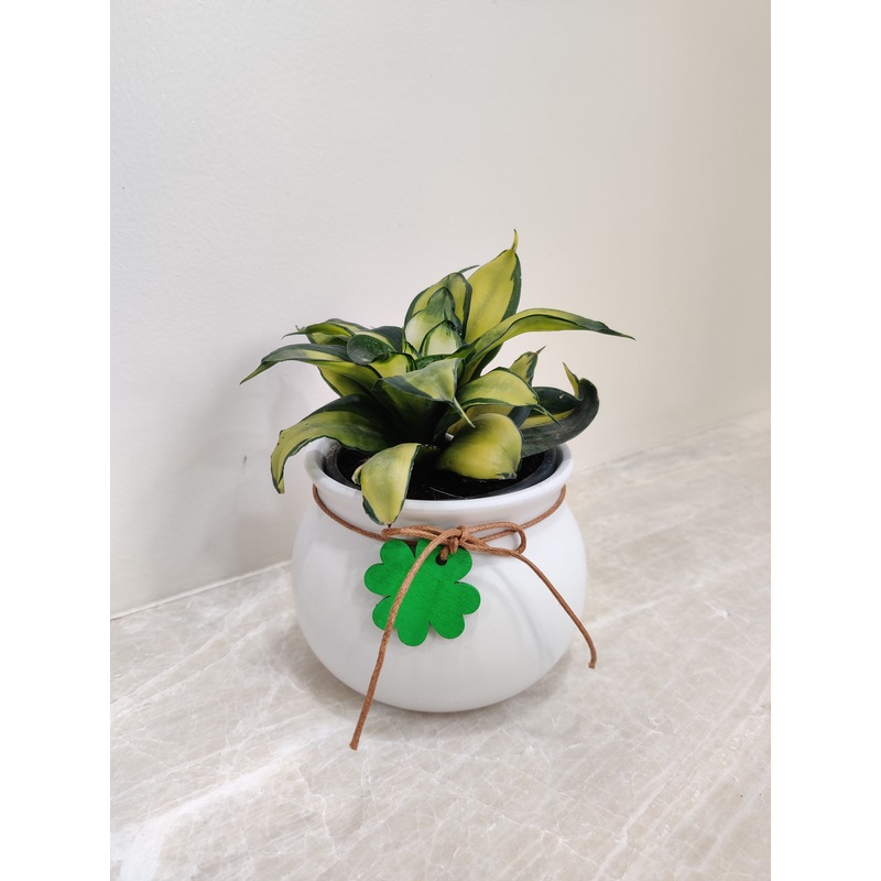 Compact Snake Plant For Corporate Gifting
