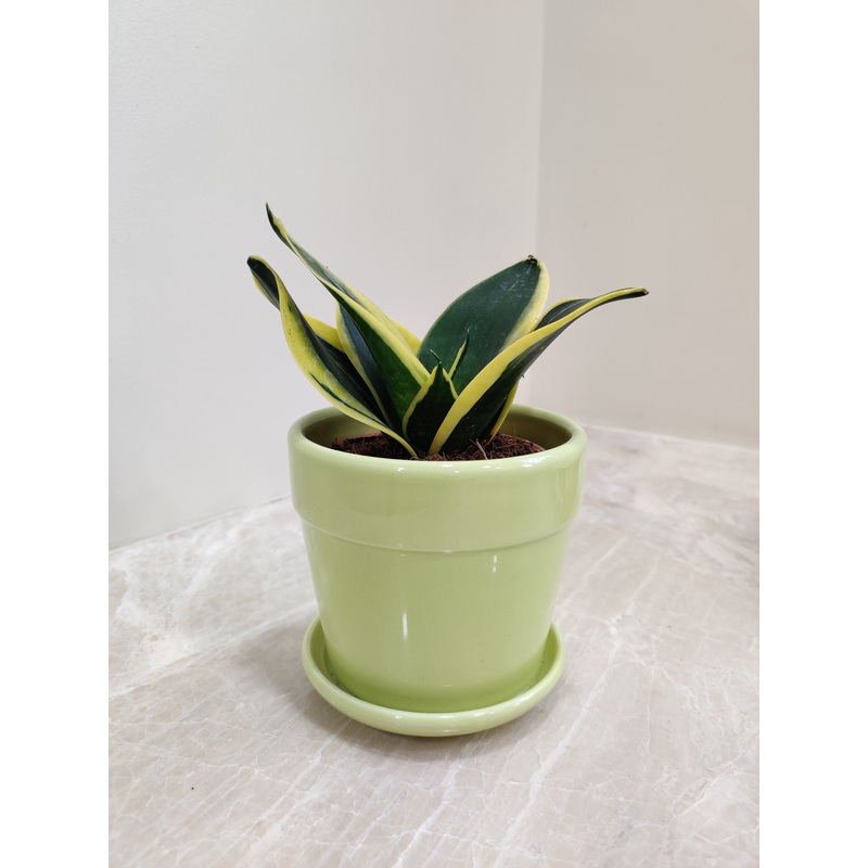 Compact Snake Plant in Green Ceramic Pot for Corporate Gifting