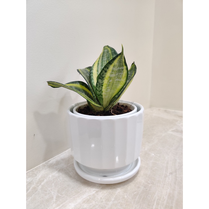 Compact Snake Plant in White Pot for Corporate Gifting”