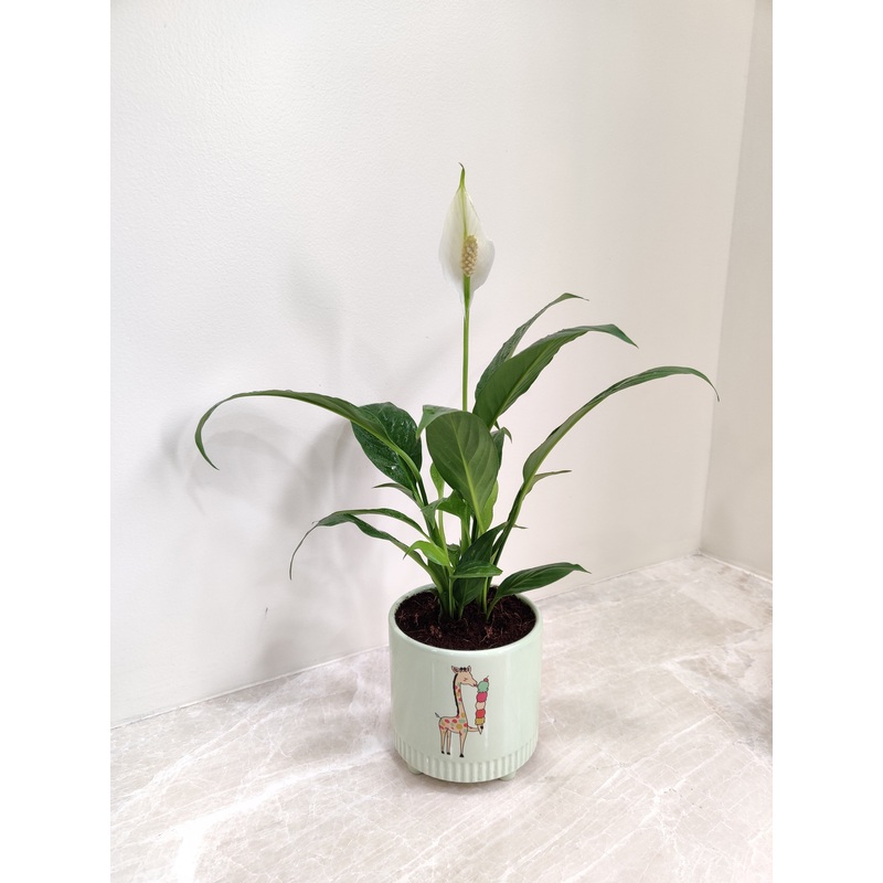 Corporate Gift Plant – Air-Purifying Peace Lily