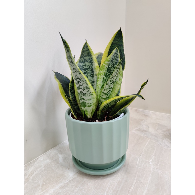 Corporate Gift Ready Snake Plant in Decorative Pot