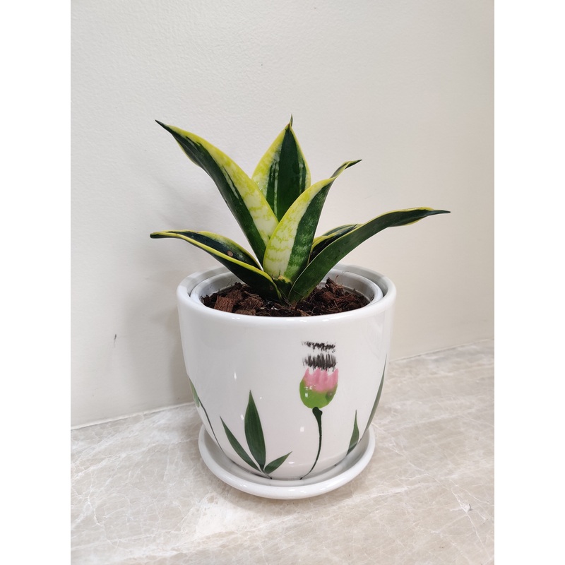 Corporate Gift Snake Plant in White Pot