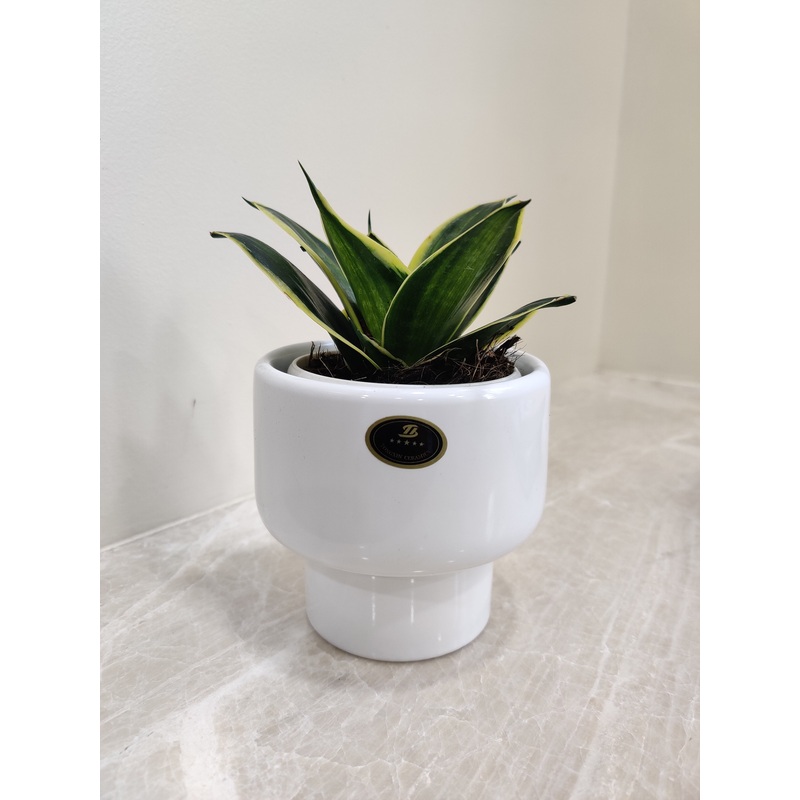 Corporate Snake Plant Gift