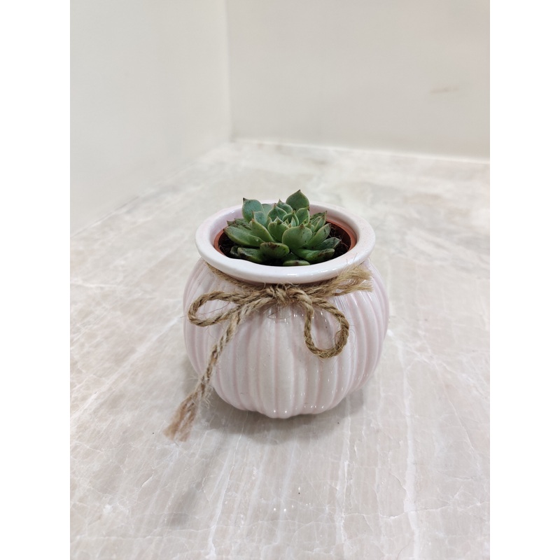 Corporate Succulent Gift Plant