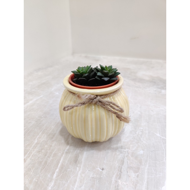 Corporate Succulent Plant Gift